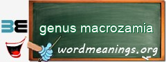 WordMeaning blackboard for genus macrozamia